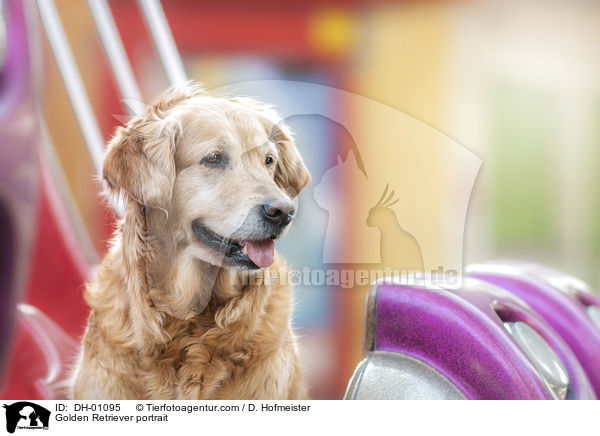 Golden Retriever Portrait / Golden Retriever portrait / DH-01095