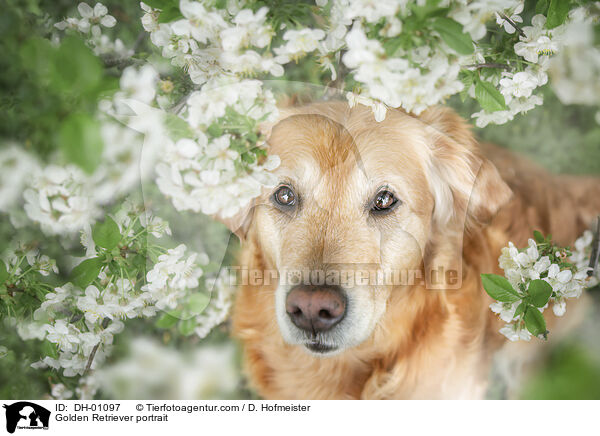 Golden Retriever Portrait / Golden Retriever portrait / DH-01097