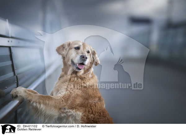 Golden Retriever / Golden Retriever / DH-01102