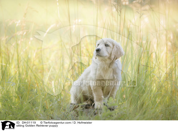 sitzender Golden Retriever Welpe / sitting Golden Retriever puppy / DH-01119