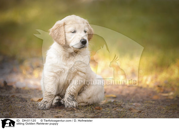 sitzender Golden Retriever Welpe / sitting Golden Retriever puppy / DH-01120