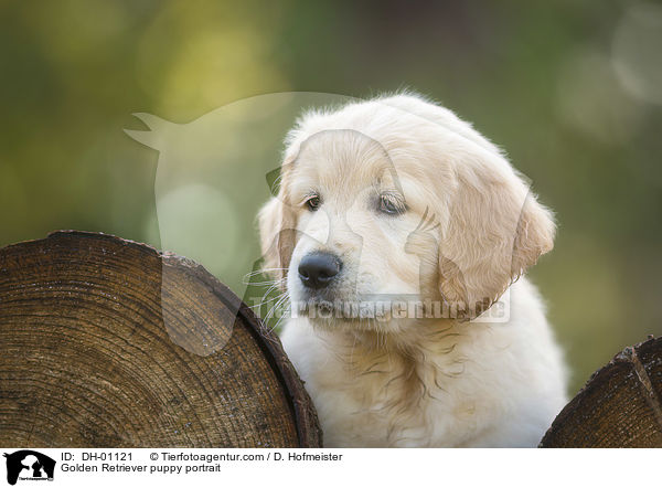 Golden Retriever Welpe Portrait / Golden Retriever puppy portrait / DH-01121