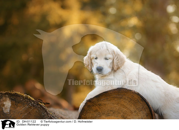 Golden Retriever Welpe / Golden Retriever puppy / DH-01122