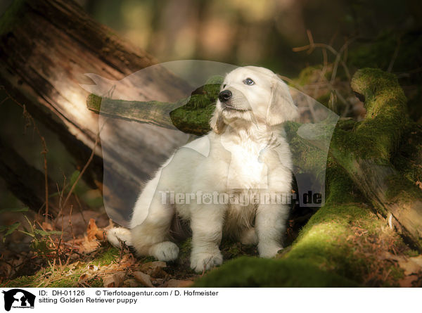 sitzender Golden Retriever Welpe / sitting Golden Retriever puppy / DH-01126