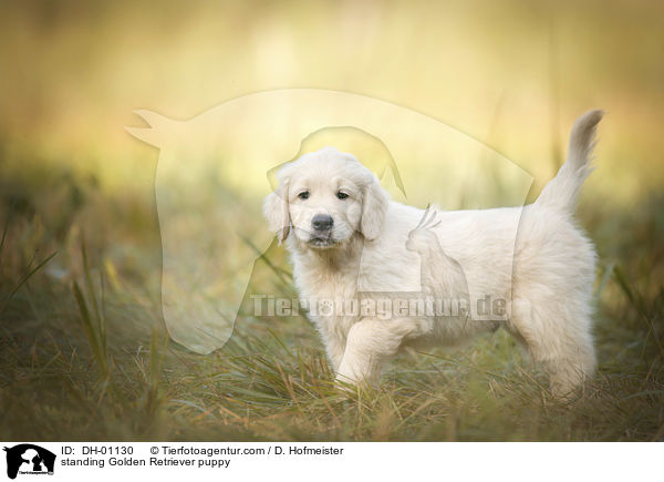 stehender Golden Retriever Welpe / standing Golden Retriever puppy / DH-01130