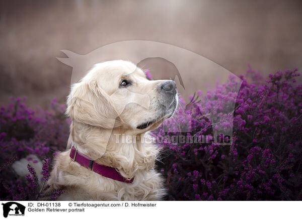 Golden Retriever Portrait / Golden Retriever portrait / DH-01138