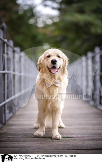 stehender Golden Retriever / standing Golden Retriever / MAH-01691