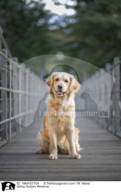 sitzender Golden Retriever / sitting Golden Retriever / MAH-01704