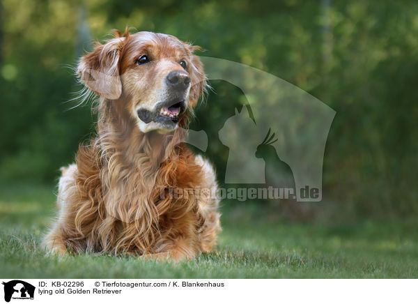 liegender alter Golden Retriever / lying old Golden Retriever / KB-02296