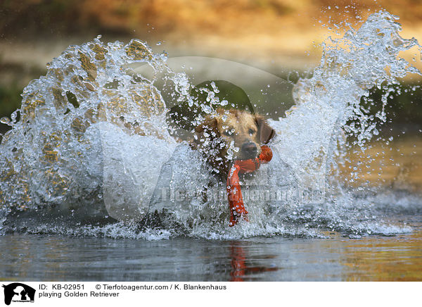 spielender Golden Retriever / playing Golden Retriever / KB-02951