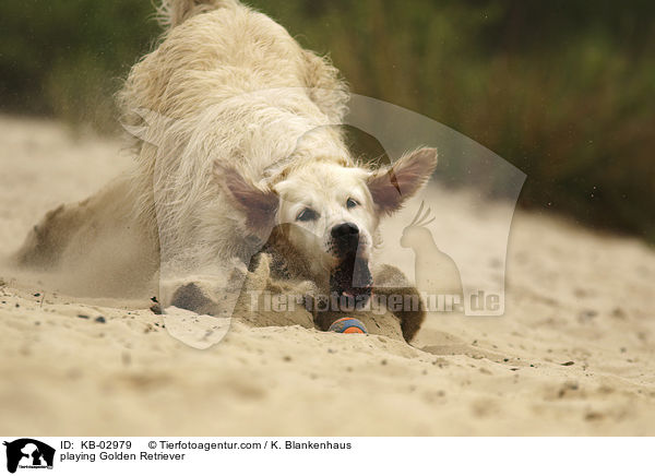 spielender Golden Retriever / playing Golden Retriever / KB-02979