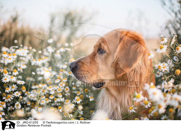 Golden Retriever Portrait / Golden Retriever Portrait / JRO-01255