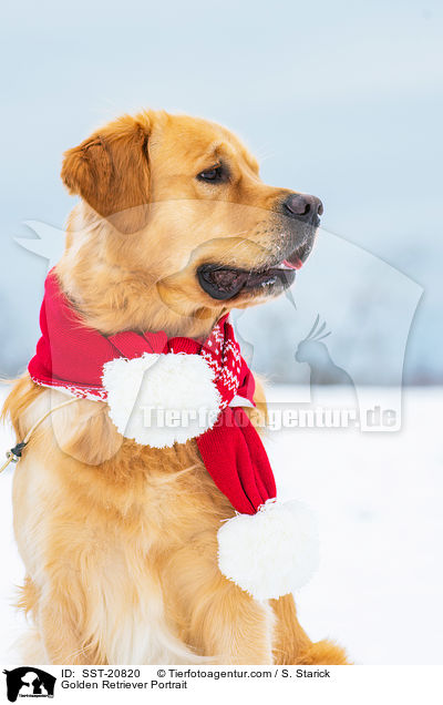 Golden Retriever Portrait / Golden Retriever Portrait / SST-20820