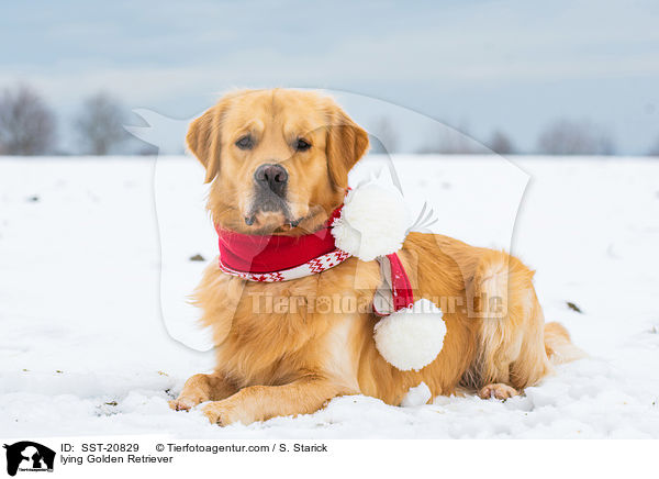 liegender Golden Retriever / lying Golden Retriever / SST-20829