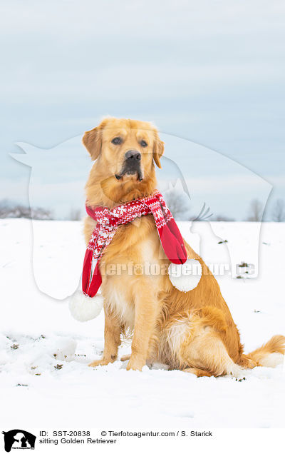 sitzender Golden Retriever / sitting Golden Retriever / SST-20838