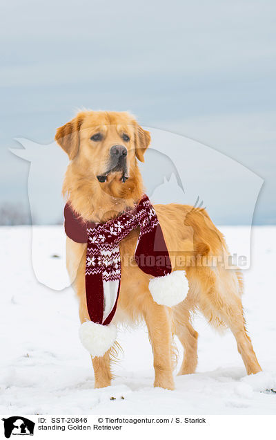 stehender Golden Retriever / standing Golden Retriever / SST-20846