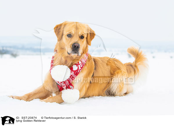 liegender Golden Retriever / lying Golden Retriever / SST-20874