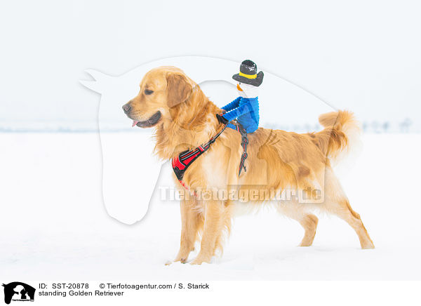 stehender Golden Retriever / standing Golden Retriever / SST-20878