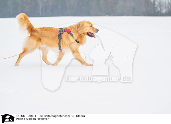 laufender Golden Retriever / walking Golden Retriever / SST-20891