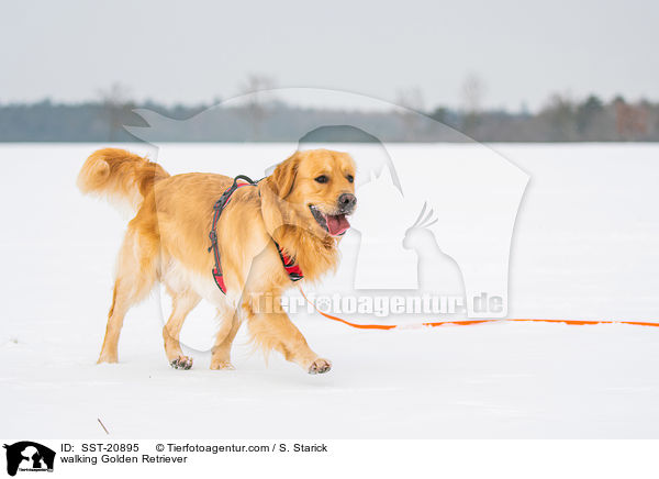 laufender Golden Retriever / walking Golden Retriever / SST-20895