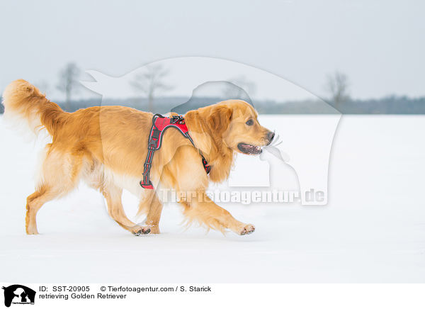 apportierender Golden Retriever / retrieving Golden Retriever / SST-20905