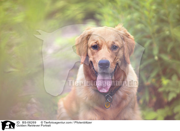 Golden Retriever Portrait / Golden Retriever Portrait / BS-08269