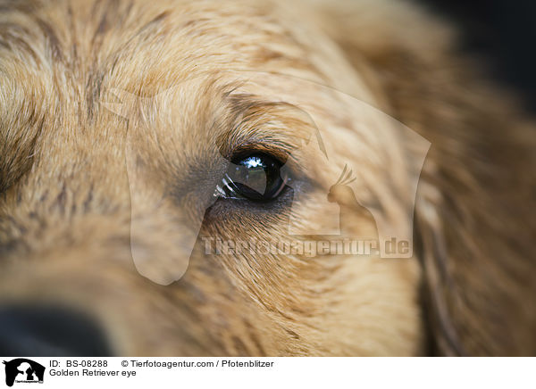 Golden Retriever Auge / Golden Retriever eye / BS-08288
