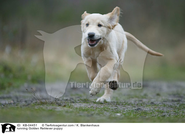 rennender Golden Retriever Welpe / running Golden Retriever puppy / KB-04451