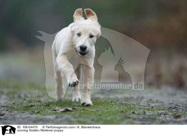 rennender Golden Retriever Welpe / running Golden Retriever puppy / KB-04470