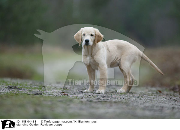 stehender Golden Retriever Welpe / standing Golden Retriever puppy / KB-04483