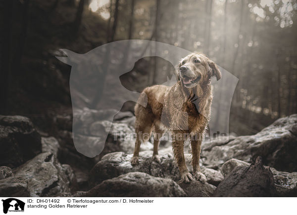 stehender Golden Retriever / standing Golden Retriever / DH-01492