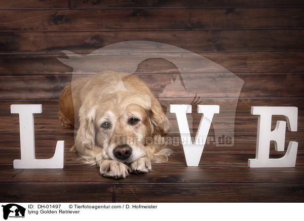 liegender Golden Retriever / lying Golden Retriever / DH-01497