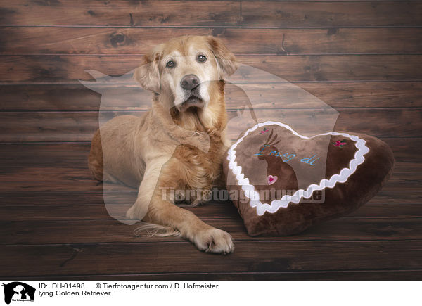 liegender Golden Retriever / lying Golden Retriever / DH-01498