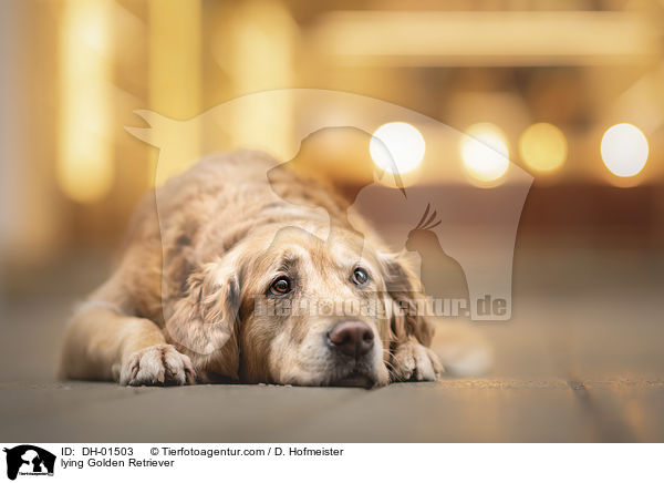 liegender Golden Retriever / lying Golden Retriever / DH-01503