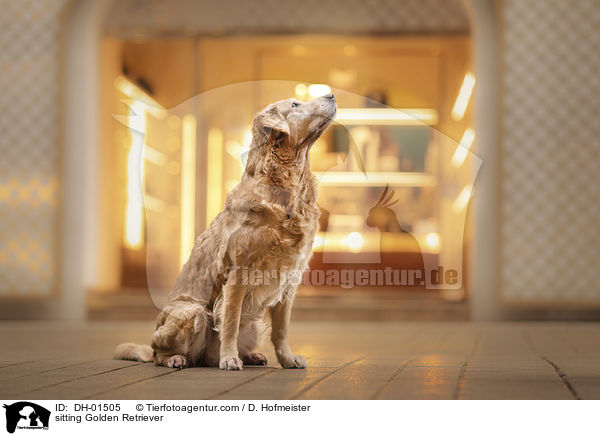 sitzender Golden Retriever / sitting Golden Retriever / DH-01505