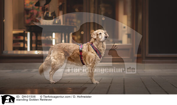 stehender Golden Retriever / standing Golden Retriever / DH-01506