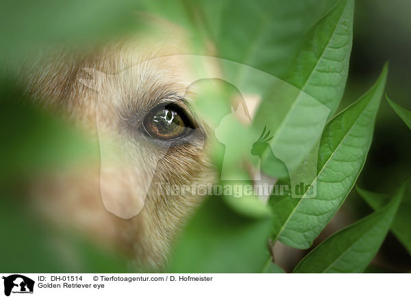 Golden Retriever Auge / Golden Retriever eye / DH-01514