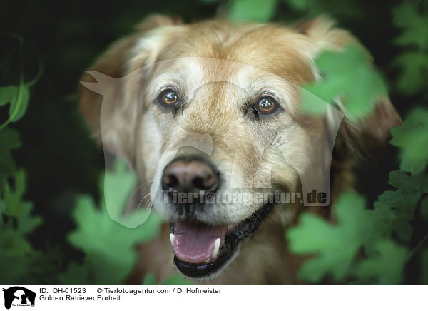 Golden Retriever Portrait / Golden Retriever Portrait / DH-01523