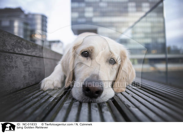 liegender Golden Retriever / lying Golden Retriever / NC-01833