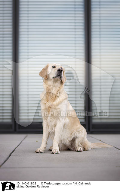 sitzender Golden Retriever / sitting Golden Retriever / NC-01862