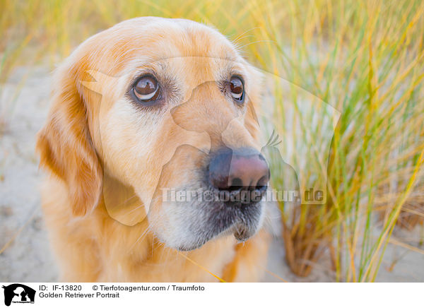 Golden Retriever Portrait / Golden Retriever Portrait / IF-13820