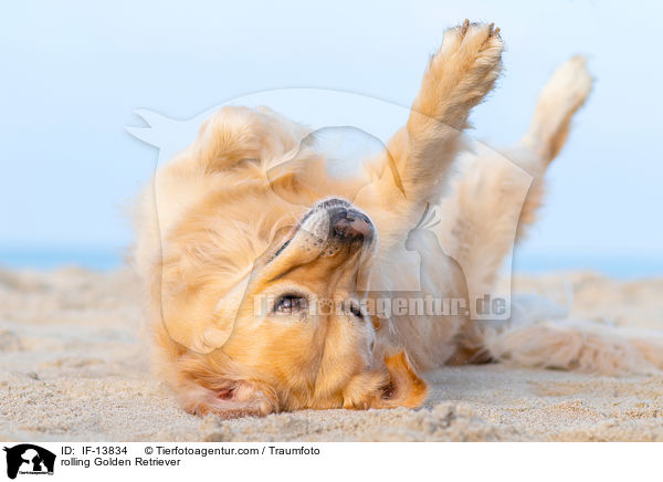 Golden Retriever wlzt sich / rolling Golden Retriever / IF-13834