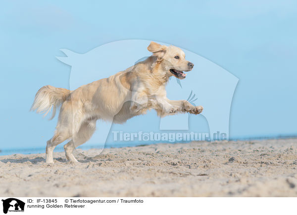 rennender Golden Retriever / running Golden Retriever / IF-13845