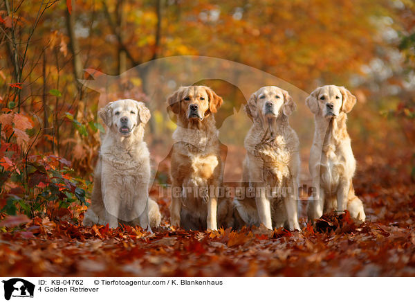 4 Golden Retriever / 4 Golden Retriever / KB-04762