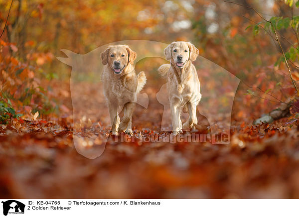 2 Golden Retriever / 2 Golden Retriever / KB-04765