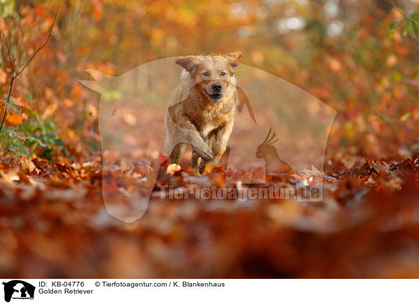 Golden Retriever / Golden Retriever / KB-04776