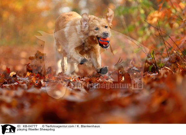 spielender Wller / playing Waeller Sheepdog / KB-04777