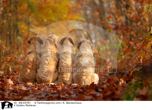 4 Golden Retriever / 4 Golden Retriever / KB-04781