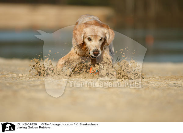 spielender Golden Retriever / playing Golden Retriever / KB-04826