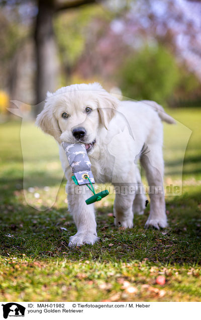 junger Golden Retriever / young Golden Retriever / MAH-01982